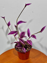 Tradescantia Pink Paradise in 3" Grow Pot - Wandering Jew Live Plant - Vibrant Pink Foliage - Easy and Low Maintenance Houseplant