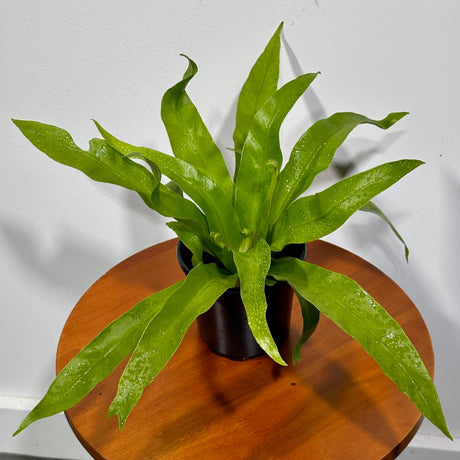 Bird Nest Fern 4” Grow Pot - Asplenium Nidus Victoria - Wavy Leaves Fern Indoor and Outdoor - Air Purifier Plants - Gift Plants