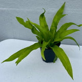 Bird Nest Fern 4” Grow Pot - Asplenium Nidus Victoria - Wavy Leaves Fern Indoor and Outdoor - Air Purifier Plants - Gift Plants