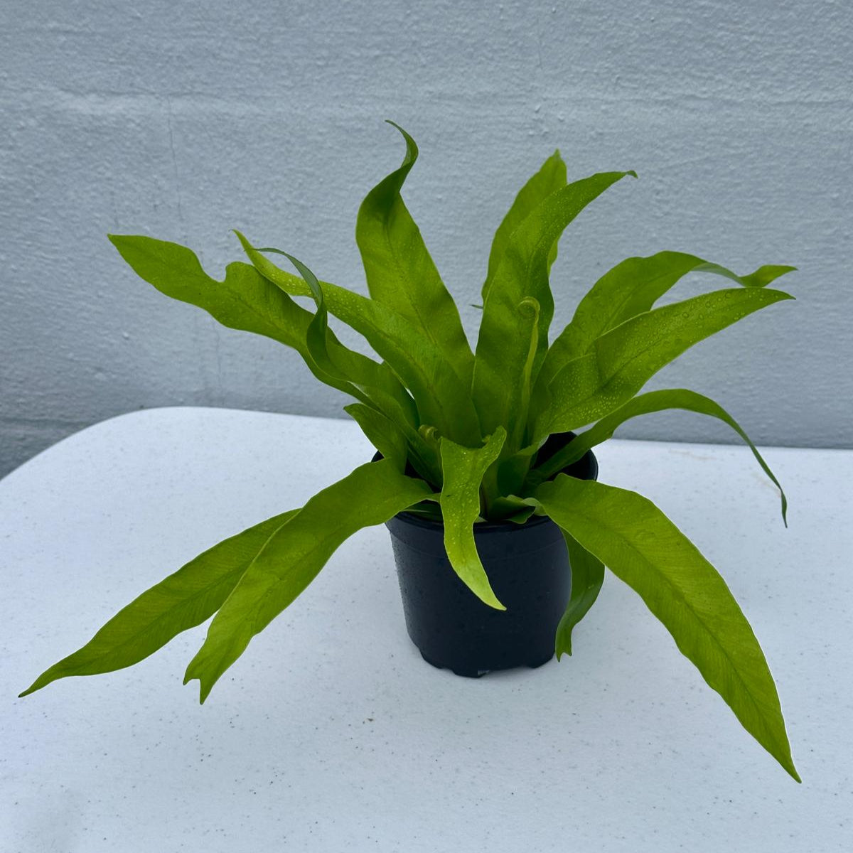 Bird Nest Fern 4” Grow Pot - Asplenium Nidus Victoria - Wavy Leaves Fern Indoor and Outdoor - Air Purifier Plants - Gift Plants