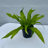 Bird Nest Fern 4” Grow Pot - Asplenium Nidus Victoria - Wavy Leaves Fern Indoor and Outdoor - Air Purifier Plants - Gift Plants