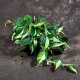Philodendron SILVER STRIPE Rio in 4" Nursery Pot - Vining Indoor  Plant - Air Purifier Plant - Tropical Houseplant