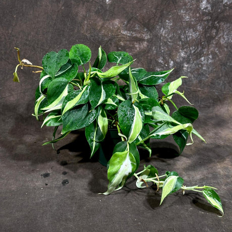 Philodendron SILVER STRIPE Rio in 4" Nursery Pot - Vining Indoor  Plant - Air Purifier Plant - Tropical Houseplant