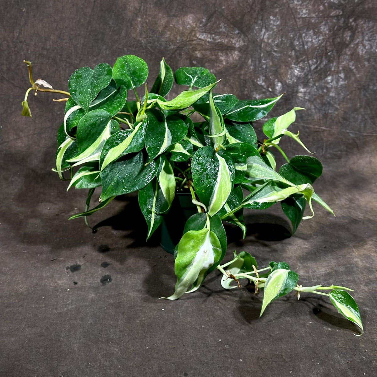 Philodendron SILVER STRIPE Rio in 4" Nursery Pot - Vining Indoor  Plant - Air Purifier Plant - Tropical Houseplant