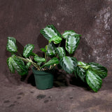 Maranta SILVER BAND in 4" Pot - Prayer Plant  - Maranta Leuconeura Silver Band - Striped Green Leaves - Easy Care Plant - Gift Houseplant