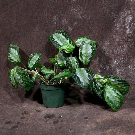 Maranta SILVER BAND in 4" Pot - Prayer Plant  - Maranta Leuconeura Silver Band - Striped Green Leaves - Easy Care Plant - Gift Houseplant