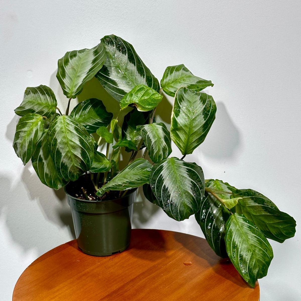 Maranta SILVER BAND in 4" Pot - Prayer Plant  - Maranta Leuconeura Silver Band - Striped Green Leaves - Easy Care Plant - Gift Houseplant