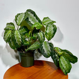 Maranta SILVER BAND in 4" Pot - Prayer Plant  - Maranta Leuconeura Silver Band - Striped Green Leaves - Easy Care Plant - Gift Houseplant