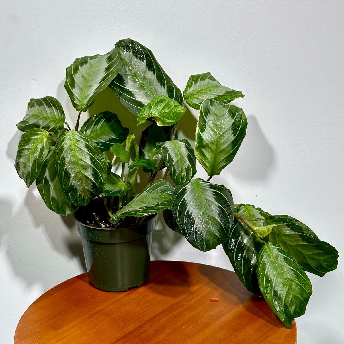 Maranta SILVER BAND in 4" Pot - Prayer Plant  - Maranta Leuconeura Silver Band - Striped Green Leaves - Easy Care Plant - Gift Houseplant
