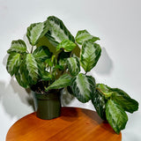 Maranta SILVER BAND in 4" Pot - Prayer Plant  - Maranta Leuconeura Silver Band - Striped Green Leaves - Easy Care Plant - Gift Houseplant