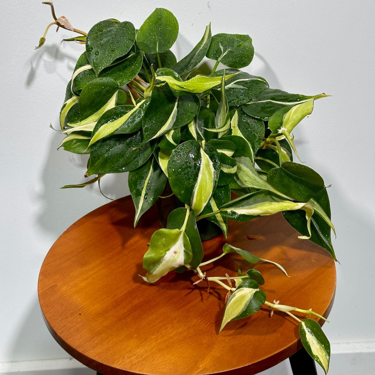 Philodendron SILVER STRIPE Rio in 4" Nursery Pot - Vining Indoor  Plant - Air Purifier Plant - Tropical Houseplant