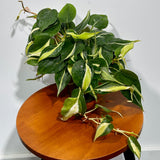 Philodendron SILVER STRIPE Rio in 4" Nursery Pot - Vining Indoor  Plant - Air Purifier Plant - Tropical Houseplant