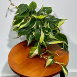 Philodendron SILVER STRIPE Rio in 4" Nursery Pot - Vining Indoor  Plant - Air Purifier Plant - Tropical Houseplant