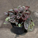 Peperomia Caperata 'Emerald Ripple' in a 3" Grow Pot – Unique Rippled Leaf Plant - Easy Care Indoor Houseplant - Live Plant in Grow Pot