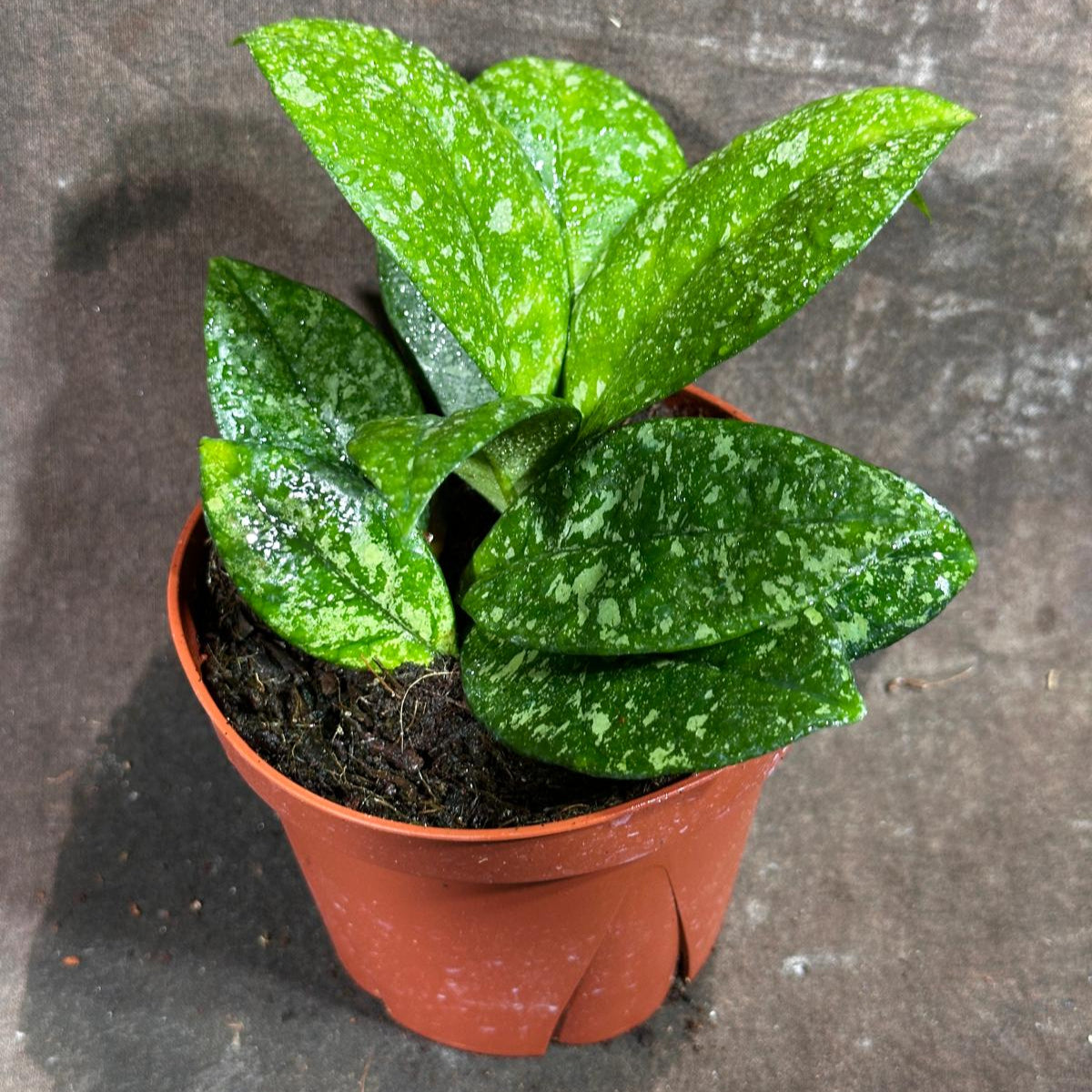 Hoya Carnosa Freckled Splash in a 4" Grow Pot  - Rare Dark Green Leaves with Silvery Flecks - Live Indoor Houseplant