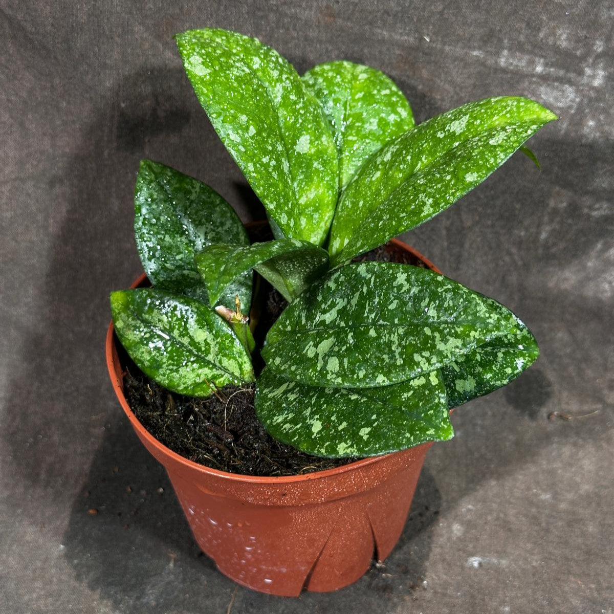 Hoya Carnosa Freckled Splash in a 4" Grow Pot  - Rare Dark Green Leaves with Silvery Flecks - Live Indoor Houseplant
