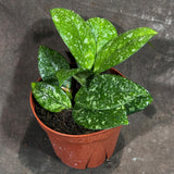 Hoya Carnosa Freckled Splash in a 4" Grow Pot  - Rare Dark Green Leaves with Silvery Flecks - Live Indoor Houseplant