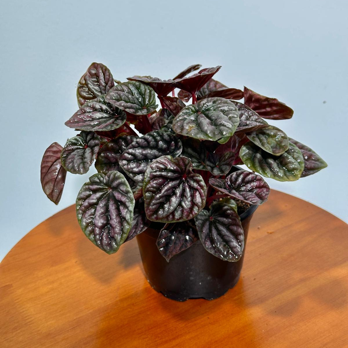 emerald ripple succulent Peperomia Caperata 'Emerald Ripple' in a 3