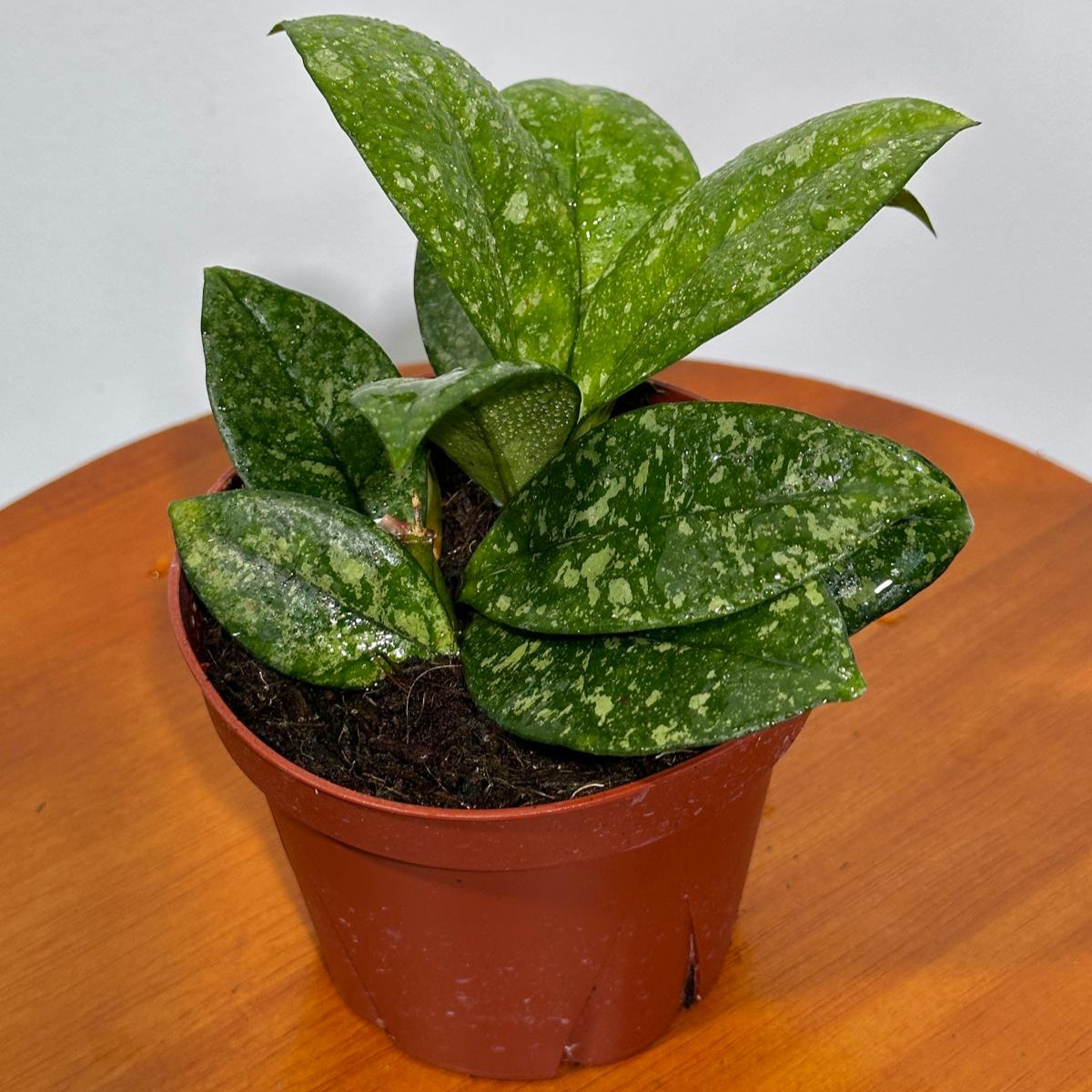 Hoya Carnosa Freckled Splash in a 4" Grow Pot  - Rare Dark Green Leaves with Silvery Flecks - Live Indoor Houseplant