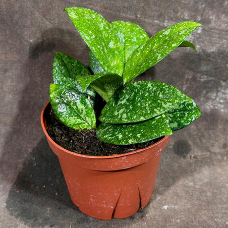 Hoya Carnosa Freckled Splash in a 4" Grow Pot  - Rare Dark Green Leaves with Silvery Flecks - Live Indoor Houseplant