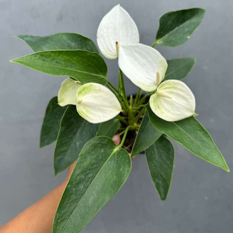 White Anthurium Flower Plant in a 4" Grow Pot – Anthurium andraeanum – Anthurium 'White Winner' - Indoor Air Purifying Plant - Easy Care Live Houseplant - Blooming Flower Plant