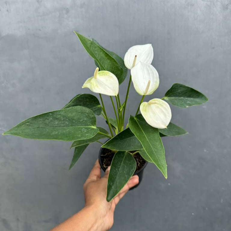 White Anthurium Flower Plant in a 4" Grow Pot – Anthurium andraeanum – Anthurium 'White Winner' - Indoor Air Purifying Plant - Easy Care Live Houseplant - Blooming Flower Plant