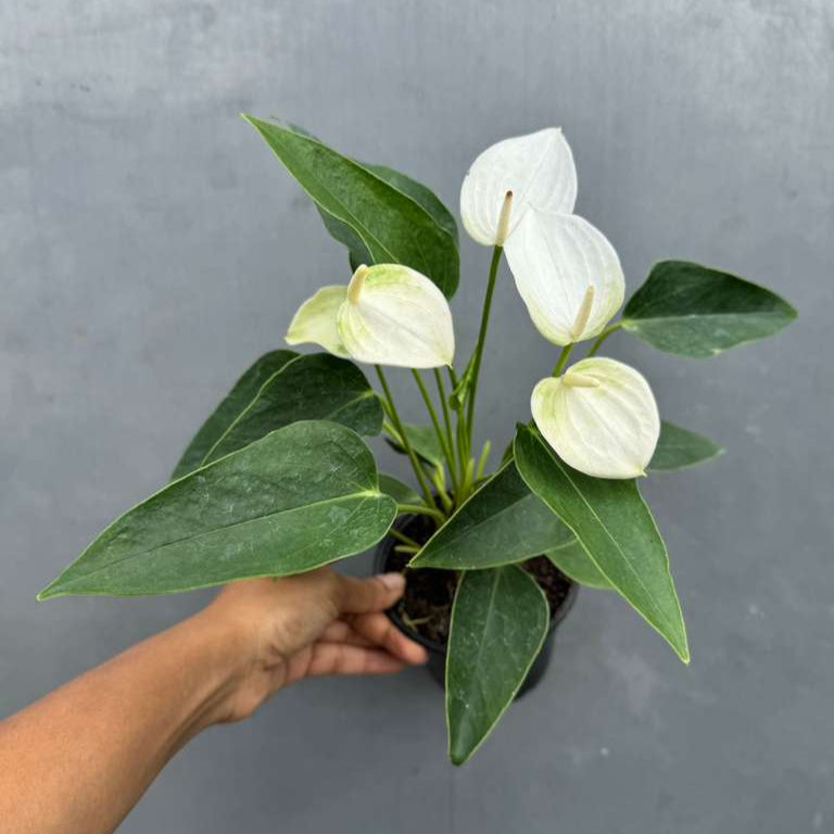 White Anthurium Flower Plant in a 4" Grow Pot – Anthurium andraeanum – Anthurium 'White Winner' - Indoor Air Purifying Plant - Easy Care Live Houseplant - Blooming Flower Plant