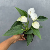 White Anthurium Flower Plant in a 4" Grow Pot – Anthurium andraeanum – Anthurium 'White Winner' - Indoor Air Purifying Plant - Easy Care Live Houseplant - Blooming Flower Plant