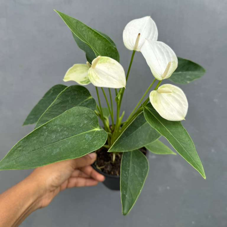 White Anthurium Flower Plant in a 4" Grow Pot – Anthurium andraeanum – Anthurium 'White Winner' - Indoor Air Purifying Plant - Easy Care Live Houseplant - Blooming Flower Plant