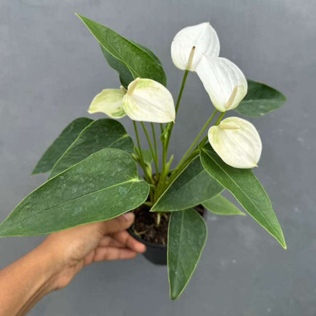 White Anthurium Flower Plant in a 4" Grow Pot – Anthurium andraeanum – Anthurium 'White Winner' - Indoor Air Purifying Plant - Easy Care Live Houseplant - Blooming Flower Plant