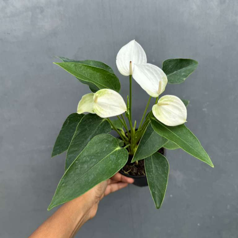White Anthurium Flower Plant in a 4" Grow Pot – Anthurium andraeanum – Anthurium 'White Winner' - Indoor Air Purifying Plant - Easy Care Live Houseplant - Blooming Flower Plant