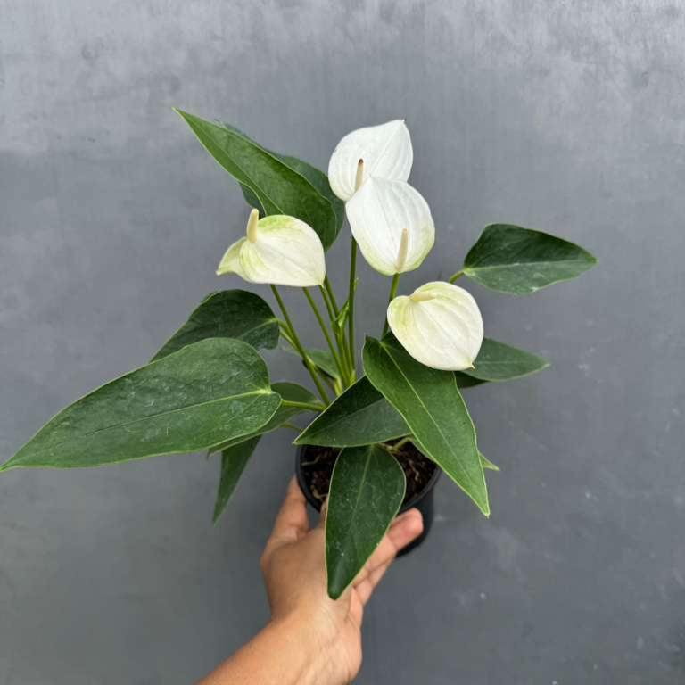 White Anthurium Flower Plant in a 4" Grow Pot – Anthurium andraeanum – Anthurium 'White Winner' - Indoor Air Purifying Plant - Easy Care Live Houseplant - Blooming Flower Plant