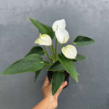 White Anthurium Flower Plant in a 4" Grow Pot – Anthurium andraeanum – Anthurium 'White Winner' - Indoor Air Purifying Plant - Easy Care Live Houseplant - Blooming Flower Plant