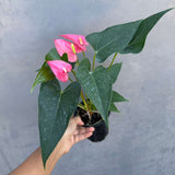 Pink Anthurium Live Plant in 4" Grow Pot – Anthurium andraeanum ‘Pink Princess’ – Indoor Flowering Houseplant – Air Purifying & Easy Care Blooming Plant