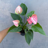 Anthurium Livium Live Plant in 4" Grow Pot – Anthurium andraeanum ‘Livium’ – Indoor Flowering Houseplant – Air Purifying & Easy Care Blooming Plant