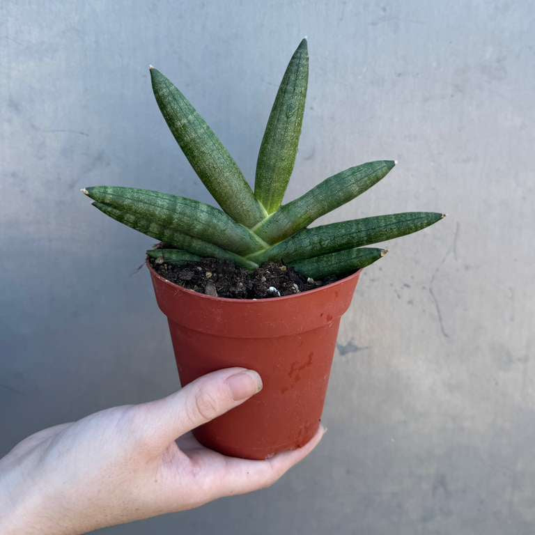 Sansevieria Cylindrica Boncel in 4" Grow Pot – Starfish Snake Plant –  Live Easy Care Succulent – Air Purifying Indoor Plant – Low Maintenance Houseplant