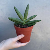 Sansevieria Cylindrica Boncel in 4" Grow Pot – Starfish Snake Plant –  Live Easy Care Succulent – Air Purifying Indoor Plant – Low Maintenance Houseplant