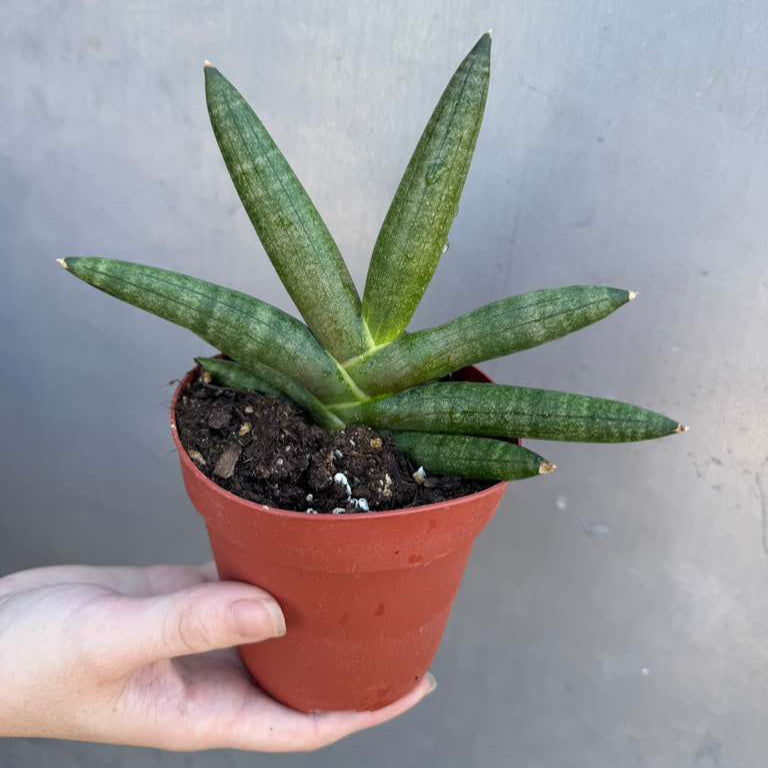 Sansevieria Cylindrica Boncel in 4" Grow Pot – Starfish Snake Plant –  Live Easy Care Succulent – Air Purifying Indoor Plant – Low Maintenance Houseplant