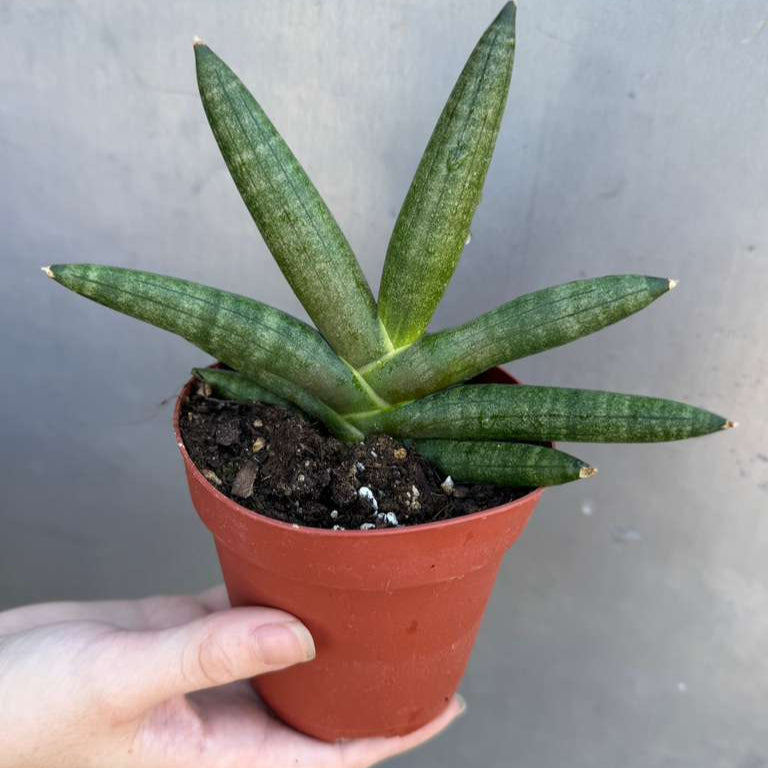 Sansevieria Cylindrica Boncel in 4" Grow Pot – Starfish Snake Plant –  Live Easy Care Succulent – Air Purifying Indoor Plant – Low Maintenance Houseplant