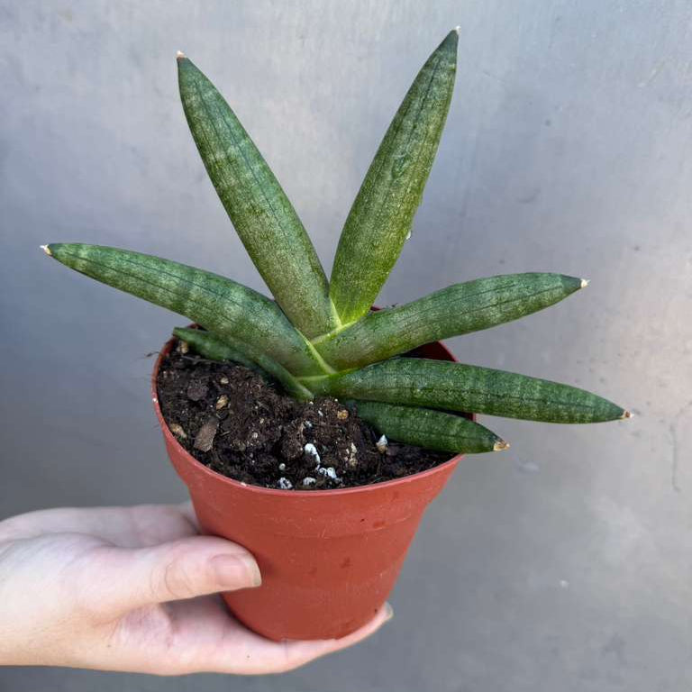 Sansevieria Cylindrica Boncel in 4" Grow Pot – Starfish Snake Plant –  Live Easy Care Succulent – Air Purifying Indoor Plant – Low Maintenance Houseplant