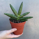 Sansevieria Cylindrica Boncel in 4" Grow Pot – Starfish Snake Plant –  Live Easy Care Succulent – Air Purifying Indoor Plant – Low Maintenance Houseplant