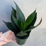Sansevieria Emerald Star in 4" Grow Pot – Live Snake Plant – Easy Care Succulent – Air Purifying Indoor Plant – Low Maintenance Houseplant