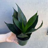 Sansevieria Emerald Star in 4" Grow Pot – Live Snake Plant – Easy Care Succulent – Air Purifying Indoor Plant – Low Maintenance Houseplant