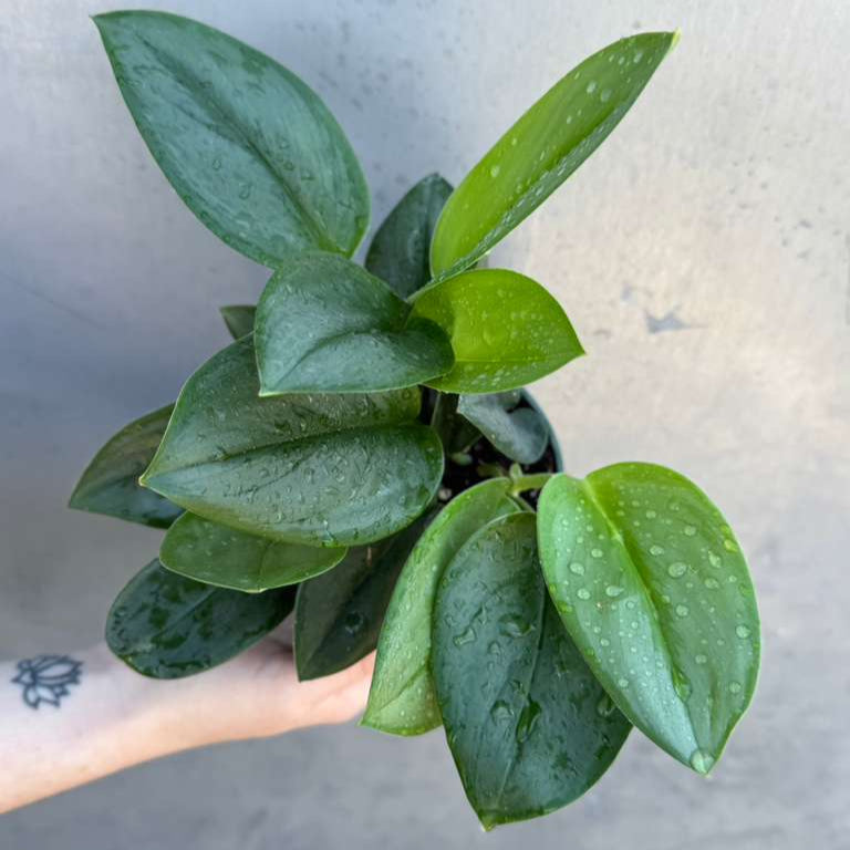 Scindapsus Treubii ‘Moonlight’ in 4" Grow Pot – Rare Silver-Green Vining Houseplant – Air Purifying Plant - Tropical Houseplant- Trailing Houseplant