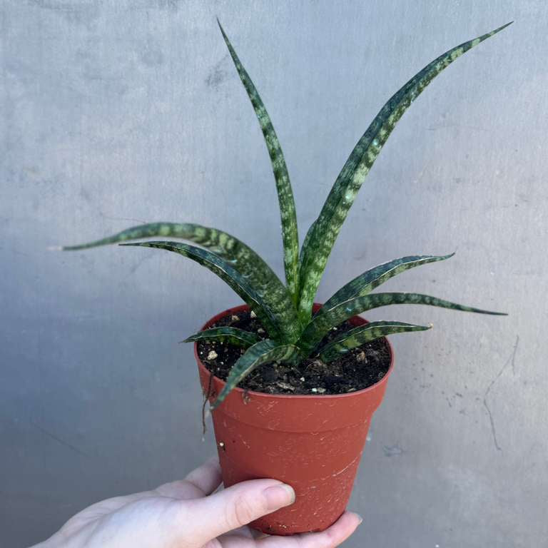 Sansevieria Fernwood ‘Mikado’ in 4" Grow Pot – Live Snake Plant – Easy Care Succulent – Air Purifying Indoor Plant – Low Maintenance Houseplant