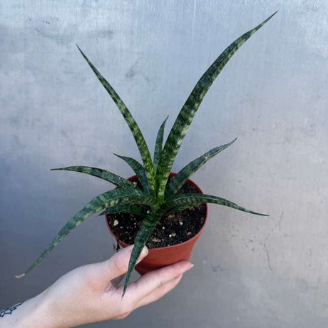 Sansevieria Fernwood ‘Mikado’ in 4" Grow Pot – Live Snake Plant – Easy Care Succulent – Air Purifying Indoor Plant – Low Maintenance Houseplant
