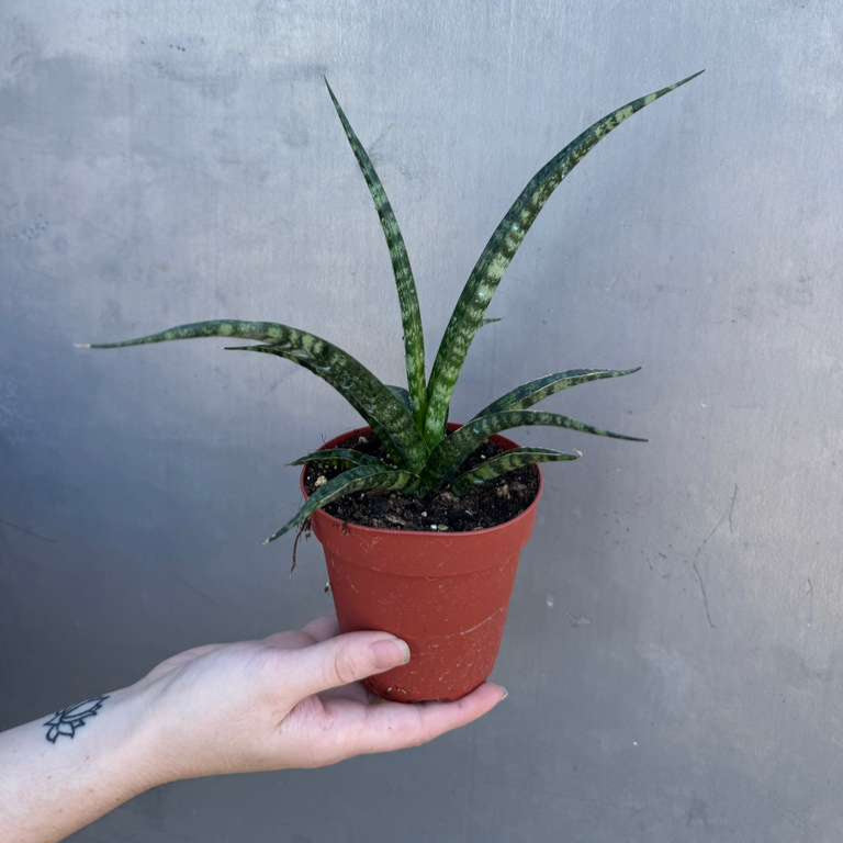 Sansevieria Fernwood ‘Mikado’ in 4" Grow Pot – Live Snake Plant – Easy Care Succulent – Air Purifying Indoor Plant – Low Maintenance Houseplant
