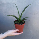 Sansevieria Fernwood ‘Mikado’ in 4" Grow Pot – Live Snake Plant – Easy Care Succulent – Air Purifying Indoor Plant – Low Maintenance Houseplant