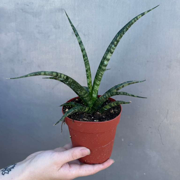 Sansevieria Fernwood ‘Mikado’ in 4" Grow Pot – Live Snake Plant – Easy Care Succulent – Air Purifying Indoor Plant – Low Maintenance Houseplant
