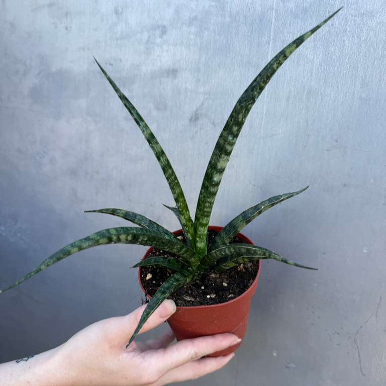 Sansevieria Fernwood ‘Mikado’ in 4" Grow Pot – Live Snake Plant – Easy Care Succulent – Air Purifying Indoor Plant – Low Maintenance Houseplant
